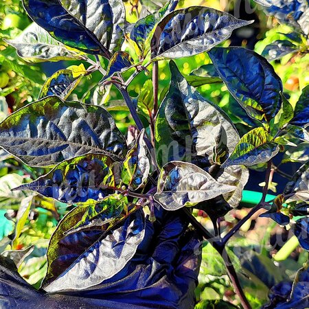 Томат Перец острый  ТРИНИДАД ПУРПЛ КОФЕ (Trinidad Purple Coffee)