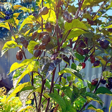 Томат Перец острый  ТРИНИДАД ПУРПЛ КОФЕ (Trinidad Purple Coffee)