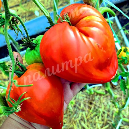 Томат КЫЗЫЛ ТАУ (Алифиров)