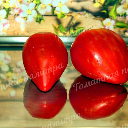 Томат КЫЗЫЛ ТАУ (Алифиров)