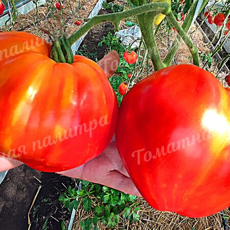 Томат ЯНТАРНЫЙ БАРОН (Алифиров)