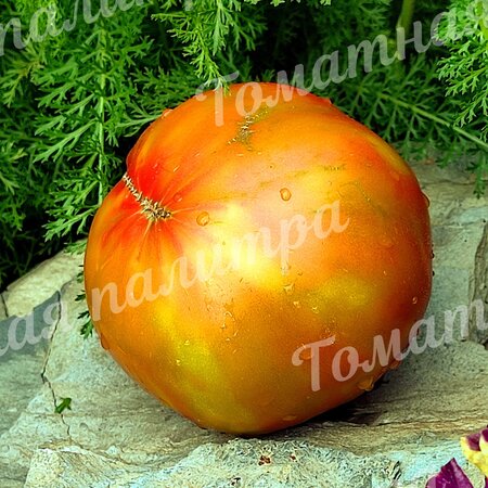 Томат БОЛЬШОЙ АЛМАТИНСКИЙ ТРИКОЛОР (Алифиров В.Г.)