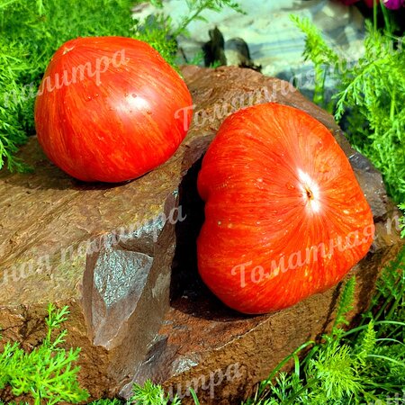 Томат ВЕЧЕРНИЕ АЛМАТЫ (Алифиров)