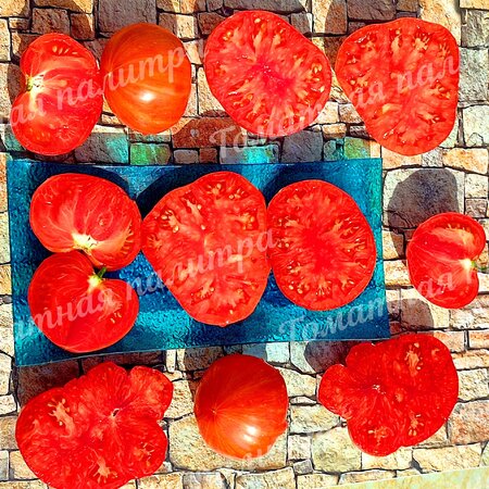Томат ВЕЧЕРНИЕ АЛМАТЫ (Алифиров)