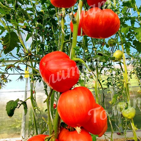 Томат ВЕЧЕРНИЕ АЛМАТЫ (Алифиров В.Г.)