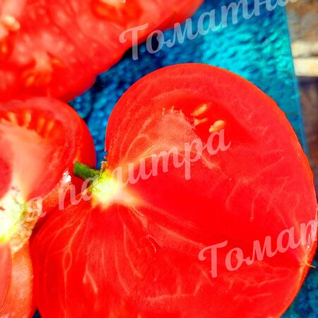 Томат ВЕЧЕРНИЕ АЛМАТЫ (Алифиров В.Г.)