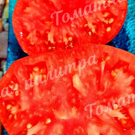 Томат ВЕЧЕРНИЕ АЛМАТЫ (Алифиров В.Г.)