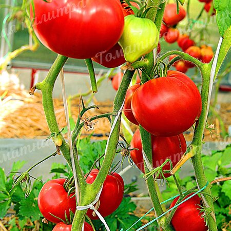 Томат СЕРДЦЕ СТОЛИЦЫ (Алифиров)