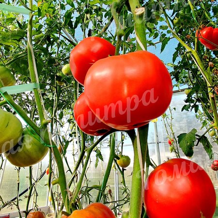 Томат СЕКРЕТ АЛИФИРОВА (красный)