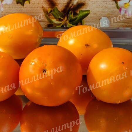 Томат Гном ГОРДОСТЬ ПОБЕРЕЖЬЯ ОРАНЖЕВЫЙ (Orange pride dwarf), США