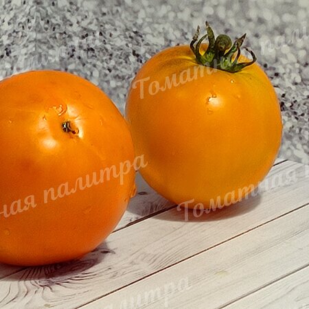 Томат Гном ГОРДОСТЬ ПОБЕРЕЖЬЯ ОРАНЖЕВЫЙ (Orange pride dwarf), США