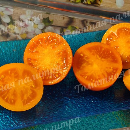 Томат Гном ГОРДОСТЬ ПОБЕРЕЖЬЯ ОРАНЖЕВЫЙ (Orange pride dwarf), США
