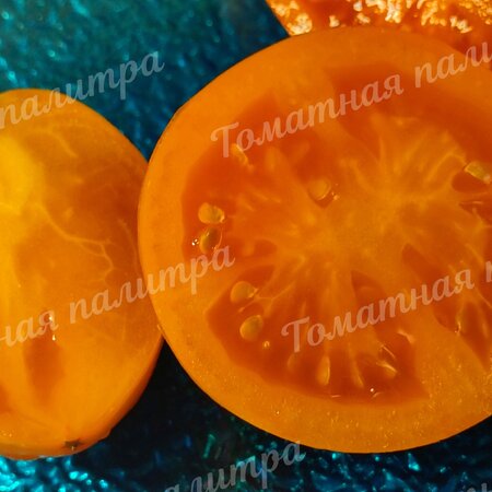 Томат Гном ГОРДОСТЬ ПОБЕРЕЖЬЯ ОРАНЖЕВЫЙ (Orange pride dwarf), США