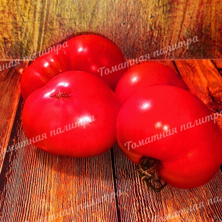 Томат Гном МИСТИЧЕСКАЯ/ТАИНСТВЕННАЯ ЛЕДИ (Dwarf Mystic Lady), Австралия