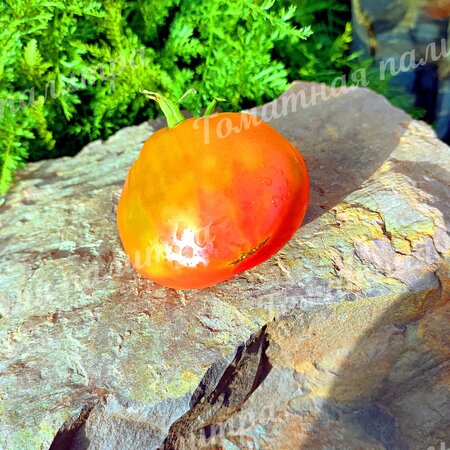 Томат Гном СОЛНЕЧНЫЙ  ПЕРСИК / ПОЦЕЛОВАННЫЙ СОЛНЦЕМ ПЕРСИК (Sunkissed Peach)
