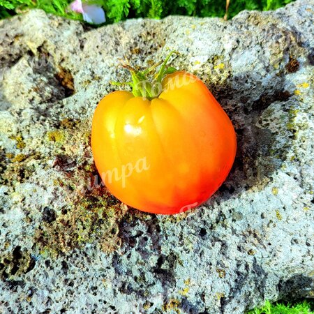 Томат Гном СОЛНЕЧНЫЙ  ПЕРСИК / ПОЦЕЛОВАННЫЙ СОЛНЦЕМ ПЕРСИК (Sunkissed Peach)