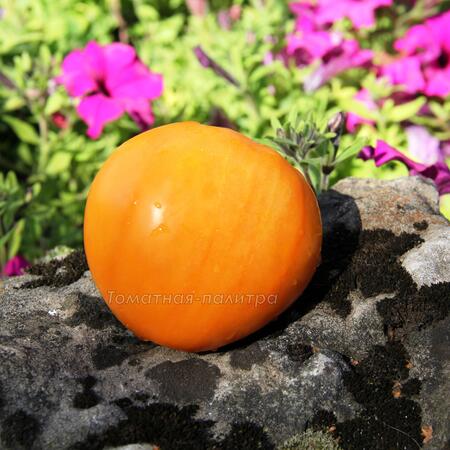 Томат Дикси Золотой Гигант (Dixie Golden Giant), США