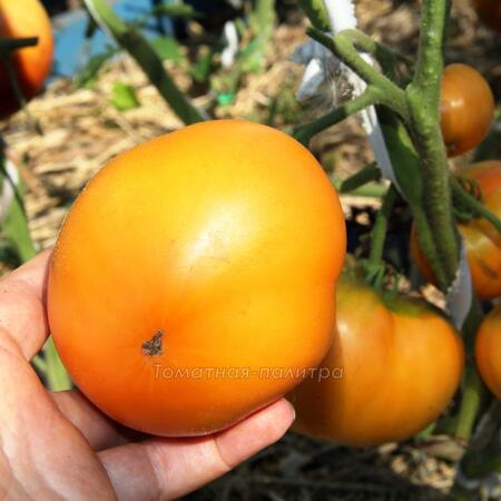 Томат Дикси Золотой Гигант (Dixie Golden Giant), США