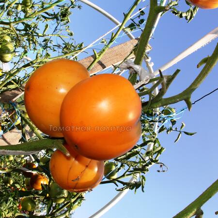 Томат Дикси Золотой Гигант (Dixie Golden Giant), США
