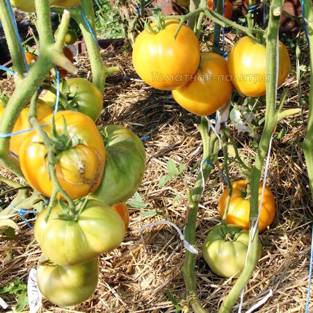 Томат Дикси Золотой Гигант (Dixie Golden Giant), США