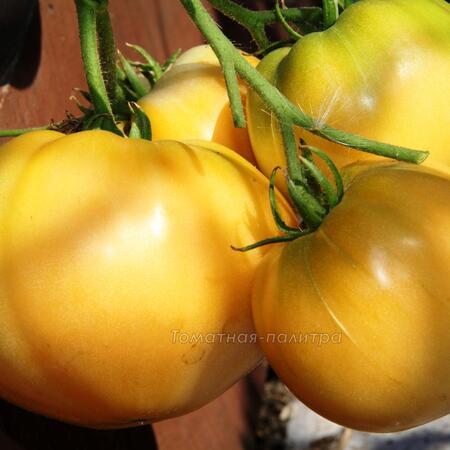 Томат Дикси Золотой Гигант (Dixie Golden Giant), США