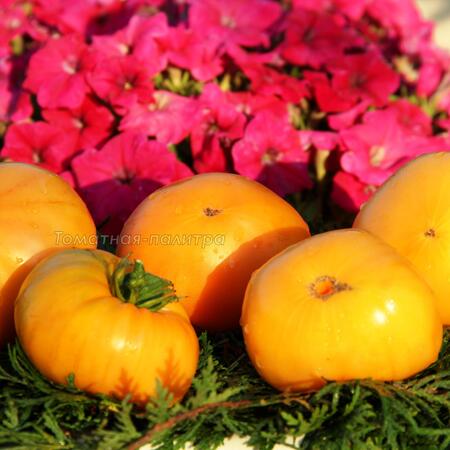Томат Дикси Золотой Гигант (Dixie Golden Giant), США