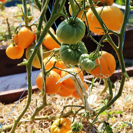 Томат Дикси Золотой Гигант (Dixie Golden Giant), США