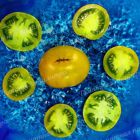 Томат Гном ЗЕЛЕНЫЙ ЛАЙМ САЛАТ /Лайм Грин Салад (Lime Green Salad)
