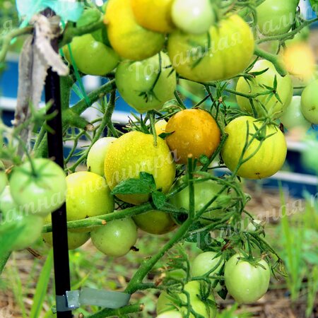 Томат Гном ЗЕЛЕНЫЙ ЛАЙМ САЛАТ /Лайм Грин Салад (Lime Green Salad)