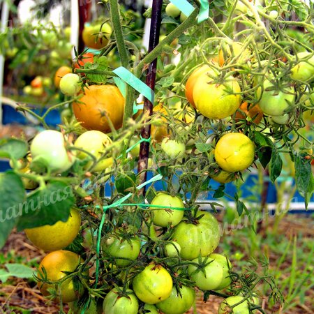 Томат Гном ЗЕЛЕНЫЙ ЛАЙМ САЛАТ /Лайм Грин Салад (Lime Green Salad)