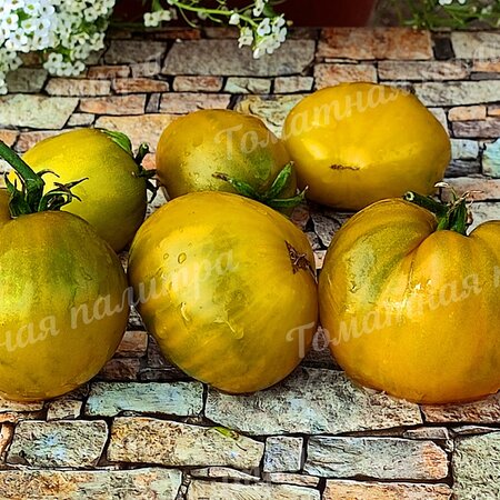 Томат Гном КОЛОНИАЛЬНЫЙ ВАРИАНТ (Colonial yellow variant GWR)