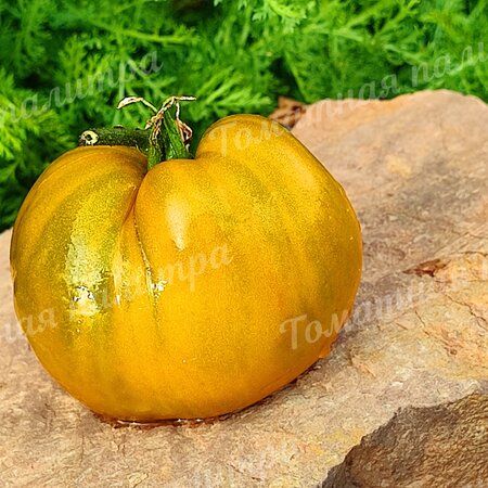 Томат Гном КОЛОНИАЛЬНЫЙ ВАРИАНТ (Colonial yellow variant GWR)