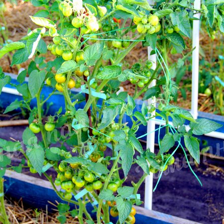 Томат ГНОМ ГРИН ЧЕРРИ/ ЗЕЛЕНАЯ ВИШНЯ (Green cherry)