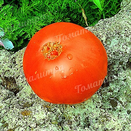 Томат Гном МАРАЛИНГА (Dwarf Maralinga), Австралия