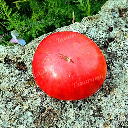 Томат Гном СЛАДКАЯ ЖАР-ПТИЦА (Dwarf Firebird Sweet), США