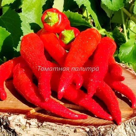 Томат Перец СИВРИЯ
