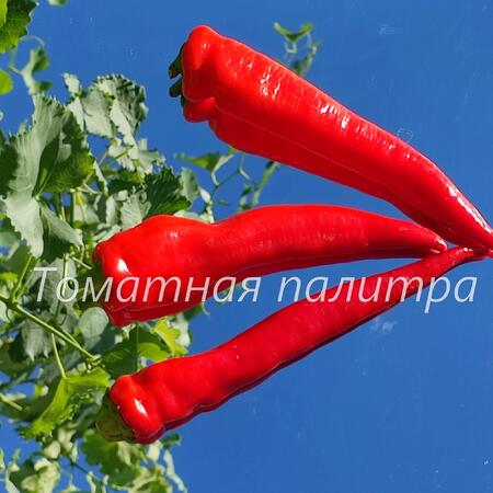 Томат Перец СИВРИЯ