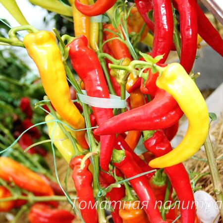 Томат Перец СИВРИЯ