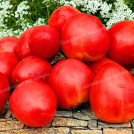 Томат НЕМЕЦКАЯ КРАСНАЯ КЛУБНИКА (German Red Strawberry), Германия