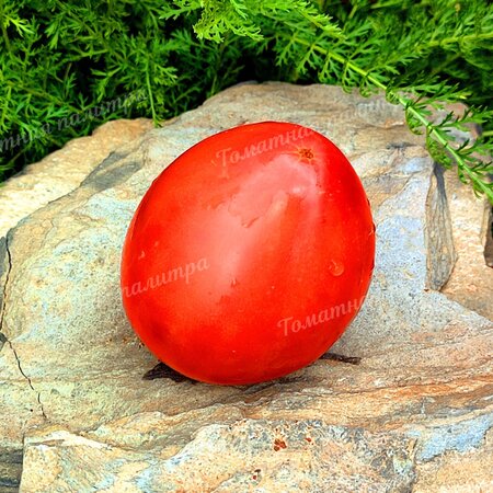 Томат НЕМЕЦКАЯ КРАСНАЯ КЛУБНИКА (German Red Strawberry), Германия