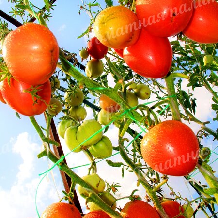 Томат НЕМЕЦКАЯ КРАСНАЯ КЛУБНИКА (German Red Strawberry), Германия