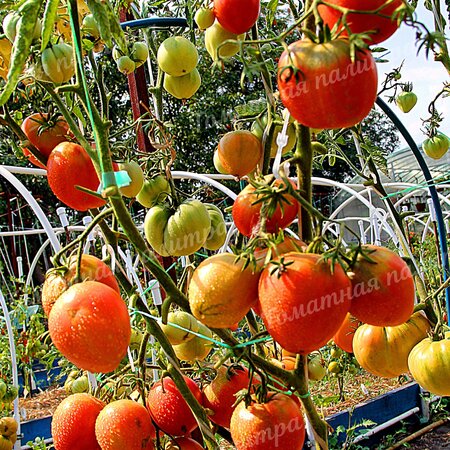 Томат НЕМЕЦКАЯ КРАСНАЯ КЛУБНИКА (German Red Strawberry), Германия