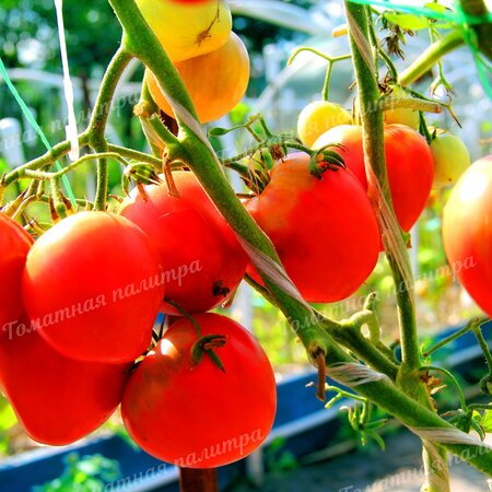 Томат НЕМЕЦКАЯ КРАСНАЯ КЛУБНИКА (German Red Strawberry), Германия
