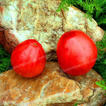 Томат НЕМЕЦКАЯ КРАСНАЯ КЛУБНИКА (German Red Strawberry), Германия