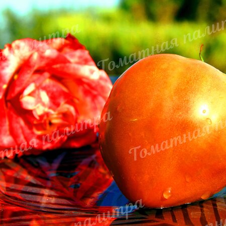 Томат ШОКОЛАДНАЯ КЛУБНИКА НЕМЕЦКАЯ 