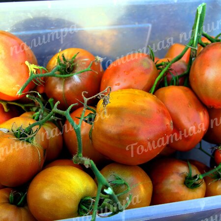 Томат ШОКОЛАДНАЯ КЛУБНИКА НЕМЕЦКАЯ 