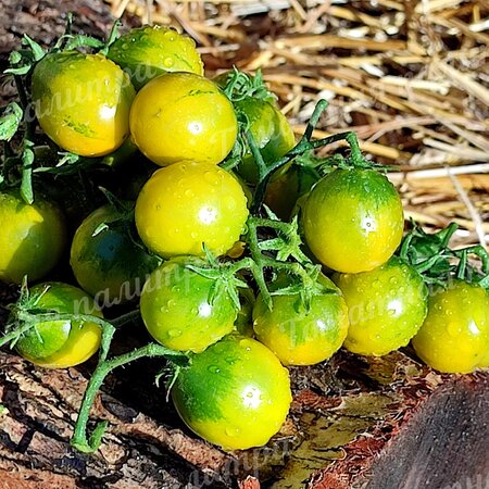 Томат ГНОМ ГРИН ЧЕРРИ/ ЗЕЛЕНАЯ ВИШНЯ (Green cherry)