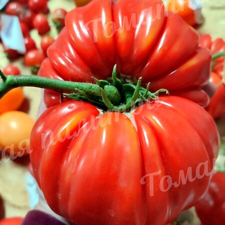 Томат НАННИ БАО (Nanni Bao), Италия
