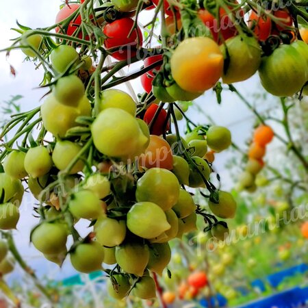 Томат ПОЦЕЛУЙ ГЕРАНИ / ГЕРАНИУМ КИСС (Geranium Kiss), США.