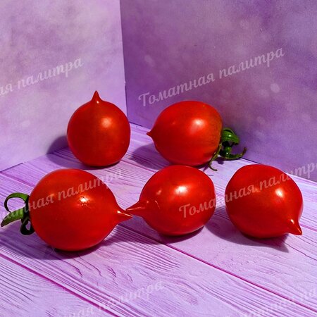 Томат ПОЦЕЛУЙ ГЕРАНИ / ГЕРАНИУМ КИСС (Geranium Kiss), США.